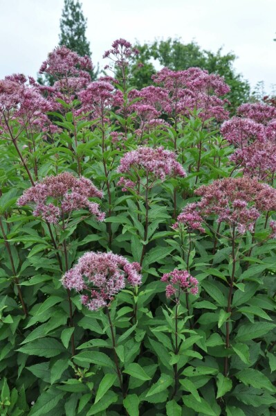 Purpurdost Eupatorium maculatum 'Atropurpureum' 10-15 Topf 2 ltr. (C2) Eupatorium maculatum 'Atropurpureum'