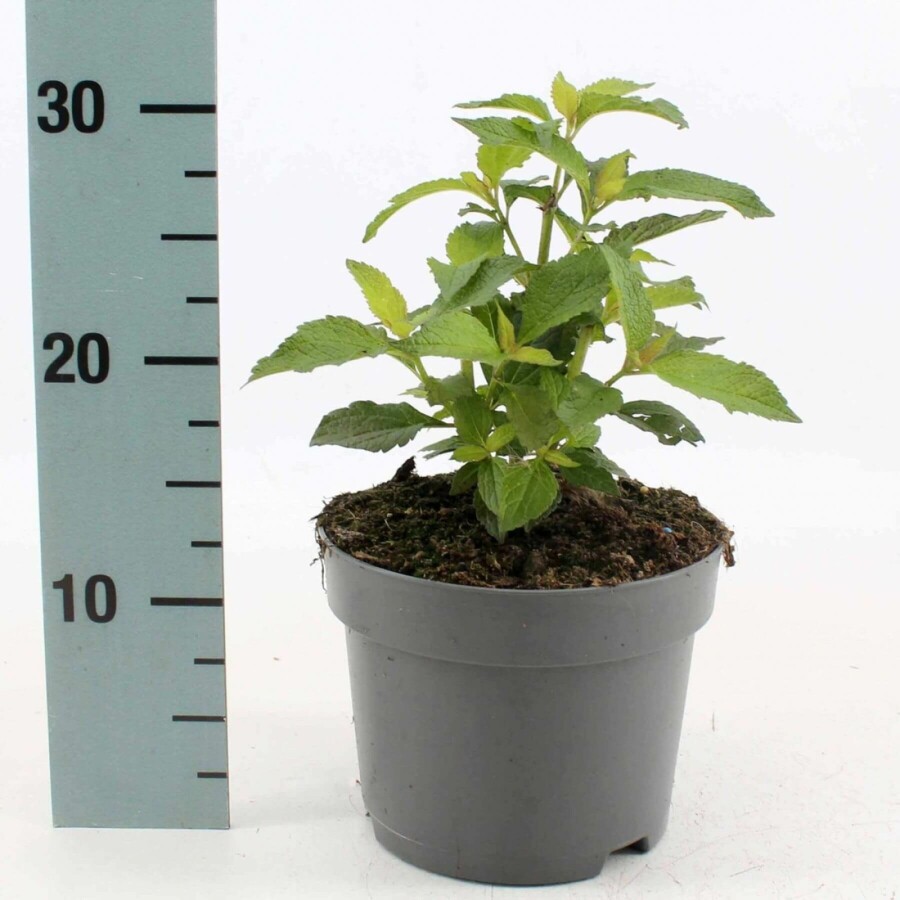 Purpurdost Eupatorium maculatum 'Atropurpureum' 10-15 Topf 2 ltr. (C2) Eupatorium maculatum 'Atropurpureum'