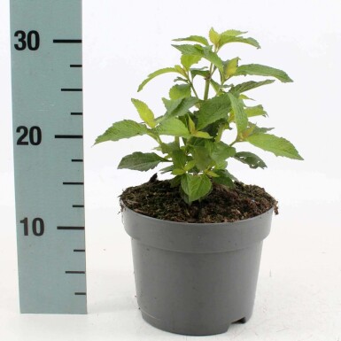 Purpurdost Eupatorium maculatum 'Atropurpureum' 10-15 Topf 2 ltr. (C2) Eupatorium maculatum 'Atropurpureum'