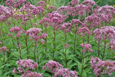 Purpurdost Eupatorium maculatum 'Atropurpureum' 10-15 Topf 2 ltr. (C2) Eupatorium maculatum 'Atropurpureum'