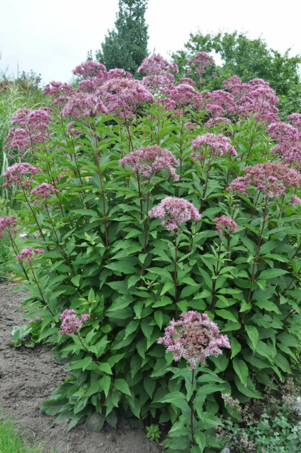 Purpurdost Eupatorium maculatum 'Atropurpureum' 5-10 Topf 9x9 cm (P9) Eupatorium maculatum 'Atropurpureum'