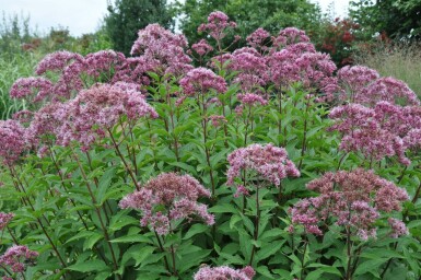 Purpurdost Eupatorium maculatum 'Atropurpureum' 5-10 Topf 9x9 cm (P9)