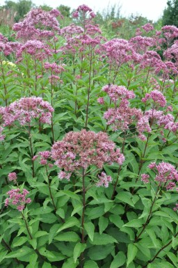 Purpurdost Eupatorium maculatum 'Atropurpureum' 5-10 Topf 9x9 cm (P9)