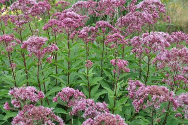 Purpurdost Eupatorium maculatum 'Atropurpureum' 5-10 Topf 9x9 cm (P9) Eupatorium maculatum 'Atropurpureum'