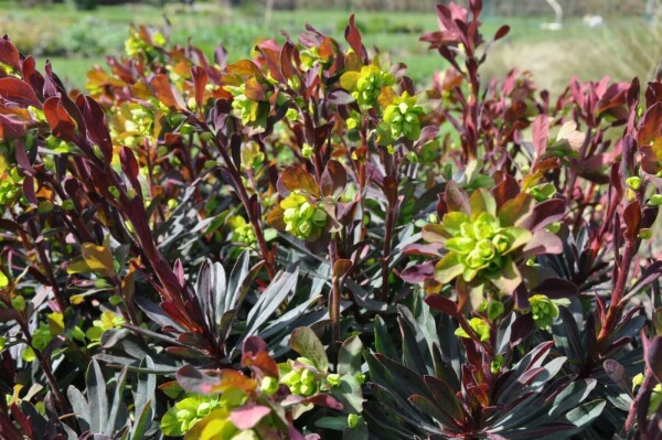 Rotblättrige GartenWolfsmilch Euphorbia amygdaloides 'Purpurea' Topf