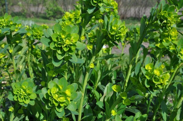 GartenWolfsmilch Euphorbia amygdaloides 'Robbiae' Topf Heijnen Pflanzen
