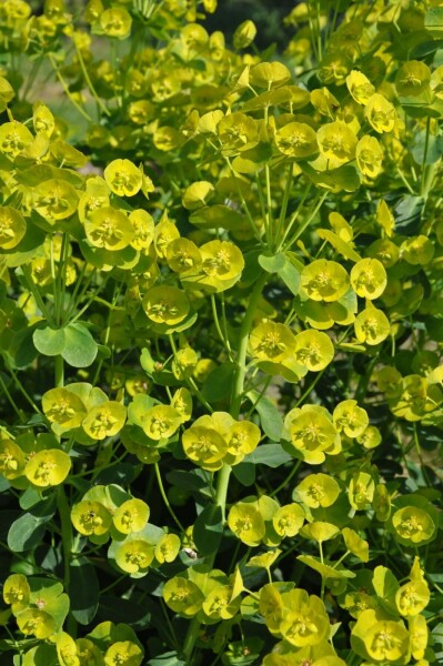GartenWolfsmilch Euphorbia amygdaloides 'Robbiae' Topf Heijnen Pflanzen
