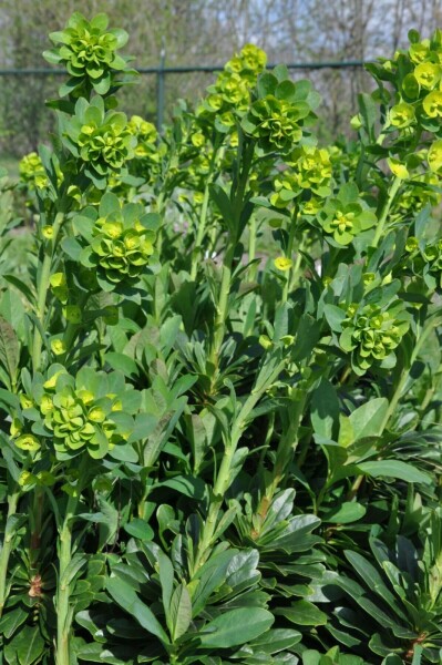 GartenWolfsmilch Euphorbia amygdaloides 'Robbiae' Topf Heijnen Pflanzen