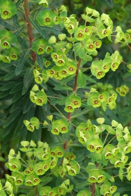 Busch-Wolfsmilch Euphorbia martinii 5-10 Topf 9x9 cm (P9)