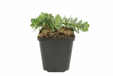 Warzenwolfsmilch Euphorbia myrsinites 5-10 Topf 9x9 cm (P9) Euphorbia myrsinites