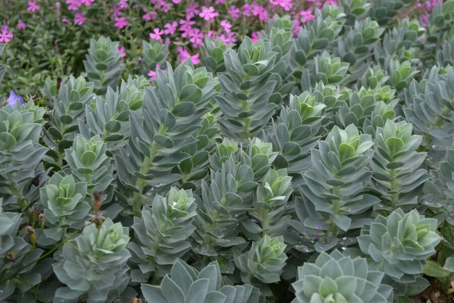 Warzenwolfsmilch Euphorbia myrsinites 5-10 Topf 9x9 cm (P9) Euphorbia myrsinites