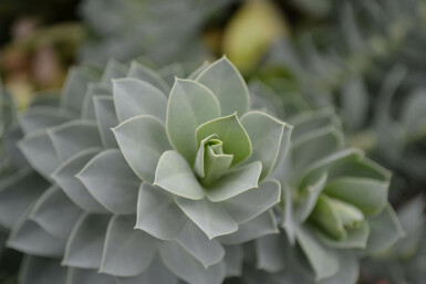 Warzenwolfsmilch Euphorbia myrsinites 5-10 Topf 9x9 cm (P9) Euphorbia myrsinites