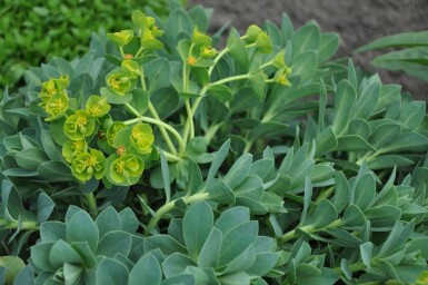 Warzenwolfsmilch Euphorbia myrsinites 5-10 Topf 9x9 cm (P9) Euphorbia myrsinites