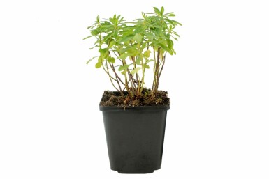 Gold-Wolfsmilch Euphorbia polychroma 5-10 Topf 9x9 cm (P9)