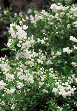 Prunkspiere Exochorda macrantha 'The Bride' Strauch 40-50 Topf 2 ltr. (C2) Exochorda macrantha 'The Bride' Strauch 40-50 cm
