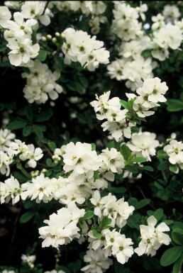 Prunkspiere Exochorda macrantha 'The Bride' Strauch 40-50 Topf 2 ltr. (C2)