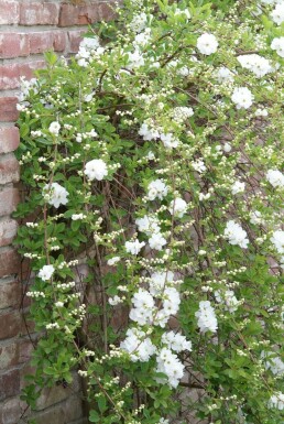 Prunkspiere Exochorda macrantha 'The Bride' Strauch 40-50 Topf 2 ltr. (C2) Exochorda macrantha 'The Bride' Strauch 40-50 cm