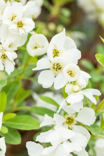 Exochorda racemosa 'Niagara'