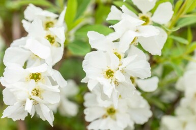 Exochorda racemosa 'Niagara'