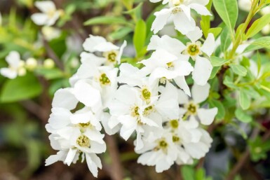 Exochorda racemosa 'Niagara'