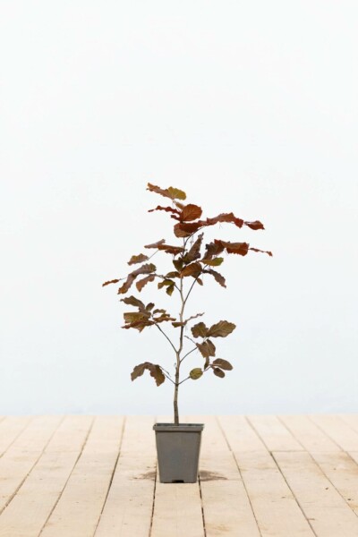 Blutbuche Fagus sylvatica 'Atropunicea' 40-60 Topf 9x9 cm (P9) Buche / Blutbuche Fagus Sylvatica Purpurea P9 40-60 cm