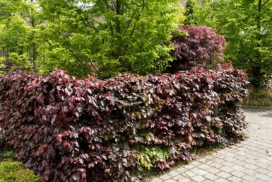 Blutbuche Fagus sylvatica 'Atropunicea' 40-60 Topf 9x9 cm (P9) Buche / Blutbuche Fagus Sylvatica Purpurea P9 40-60 cm