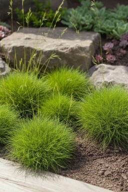 Zwergiger Bärenfell-Schwingel Festuca gauteri 'Pic Carlet' 5-10 Topf 9x9 cm (P9) Festuca gauteri 'Pic Carlet'