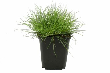 Zwergiger Bärenfell-Schwingel Festuca gauteri 'Pic Carlet' 5-10 Topf 9x9 cm (P9) Festuca gauteri 'Pic Carlet'