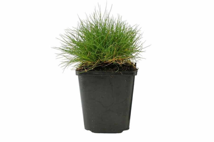 Bärenfell-Schwingel Festuca gautieri 5-10 Topf 9x9 cm (P9) Festuca gautieri
