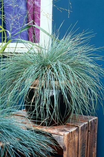 Blau-Schwingel Festuca glauca 5-10 Topf 9x9 cm (P9) Festuca glauca