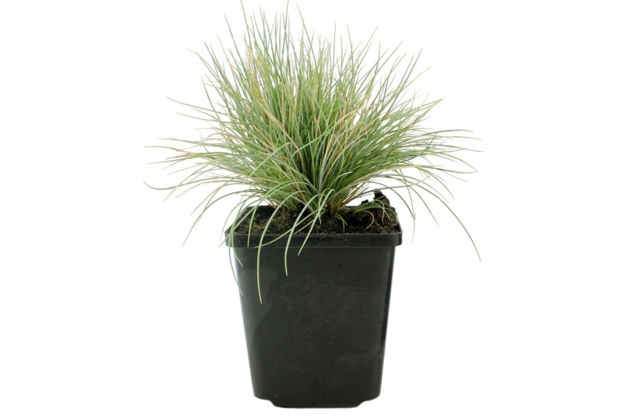 Blau-Schwingel Festuca glauca 5-10 Topf 9x9 cm (P9) Festuca glauca
