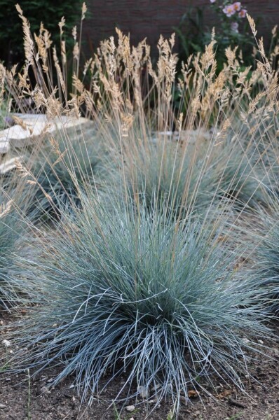 Blau-Schwingel Festuca glauca 'Elijah Blue' 10-15 Topf 2 ltr. (C2) Festuca glauca 'Elijah Blue'