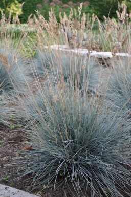 Blau-Schwingel Festuca glauca 'Elijah Blue' 5-10 Topf 9x9 cm (P9) Festuca glauca 'Elijah Blue'