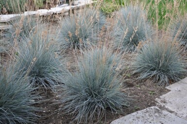 Blau-Schwingel Festuca glauca 'Elijah Blue' 5-10 Topf 9x9 cm (P9) Festuca glauca 'Elijah Blue'