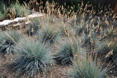 Blau-Schwingel Festuca glauca 'Elijah Blue' 5-10 Topf 9x9 cm (P9) Festuca glauca 'Elijah Blue'