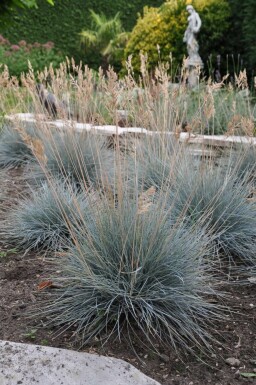 Blau-Schwingel Festuca glauca 'Elijah Blue' 5-10 Topf 9x9 cm (P9) Festuca glauca 'Elijah Blue'