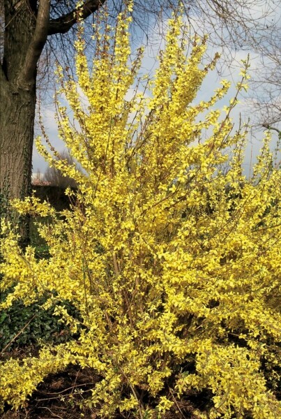 Goldglöckchen Forsythia intermedia 'Weekend' Strauch 80-100 Topf 12 ltr. (C12) Forsythia intermedia 'Weekend' Strauch 80-100 cm