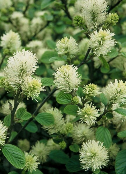 Großer Federbuschstrauch Fothergilla major Strauch 20-30 Topf 2 ltr. (C2) Fothergilla major Strauch 20-30 cm