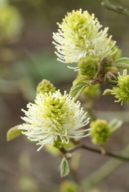 Großer Federbuschstrauch Fothergilla major Strauch 20-30 Topf 2 ltr. (C2)