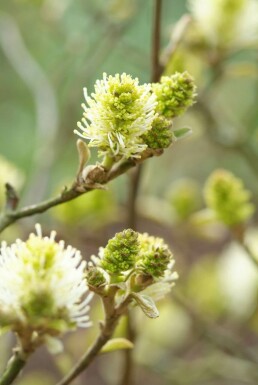 Großer Federbuschstrauch Fothergilla major Strauch 20-30 Topf 2 ltr. (C2)