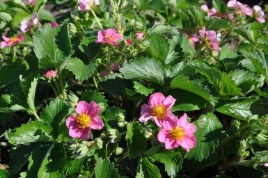 Garten-Zier-Erdbeere Fragaria 'Lipstick' 5-10 Topf 9x9 cm (P9)