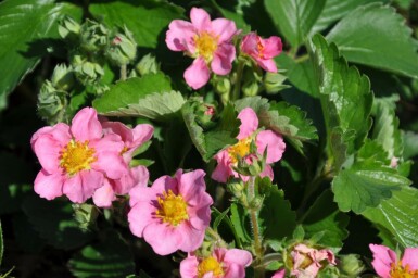 Garten-Zier-Erdbeere Fragaria 'Lipstick' 5-10 Topf 9x9 cm (P9)
