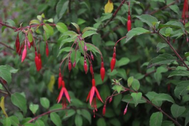 Freiland-Fuchsie Fuchsia magellanica 'Gracilis' 5-10 Topf 9x9 cm (P9) Fuchsia magellanica 'Gracilis'