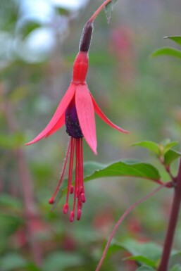 Freiland-Fuchsie Fuchsia magellanica 'Gracilis' 5-10 Topf 9x9 cm (P9) Fuchsia magellanica 'Gracilis'