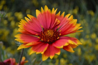 Garten-Kokardenblume Gaillardia 'Bijou' 5-10 Topf 9x9 cm (P9)