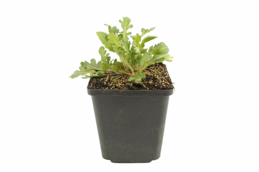 Garten-Kokardenblume Gaillardia 'Bijou' 5-10 Topf 9x9 cm (P9) Gaillardia 'Bijou'