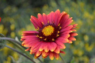 Garten-Kokardenblume Gaillardia 'Burgunder' 5-10 Topf 9x9 cm (P9)