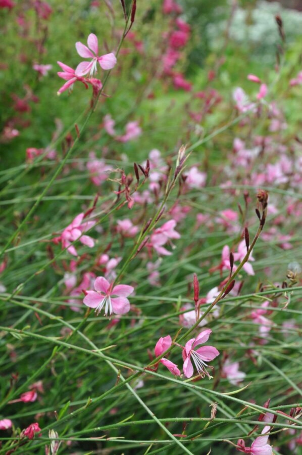 Prachtkerze Gaura lindheimeri 'Siskiyou Pink' 10-15 Topf 2 ltr. (C2) Gaura lindheimeri 'Siskiyou Pink'