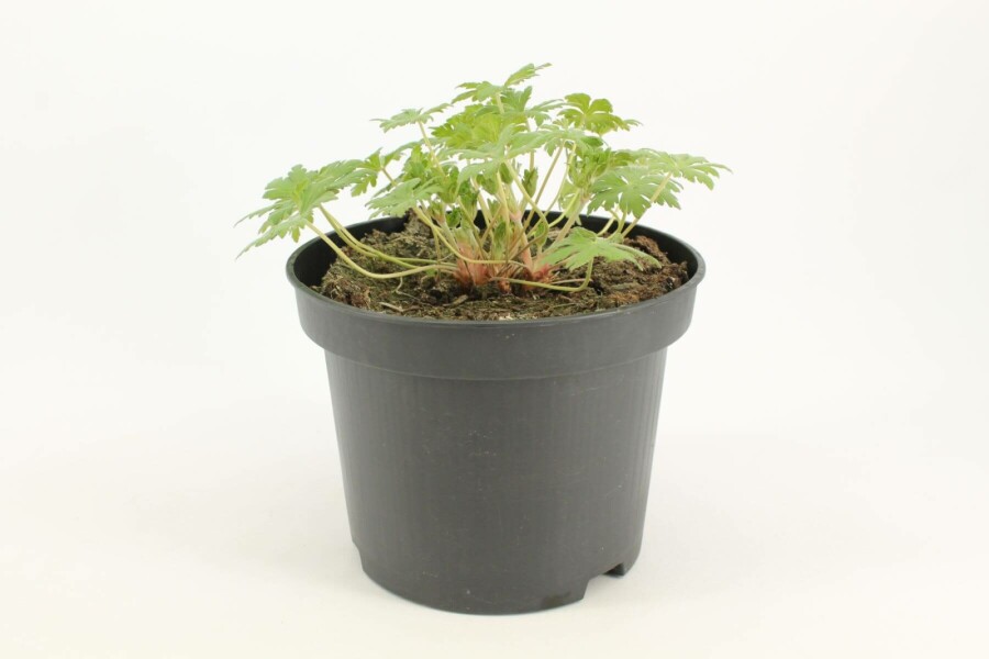 Storchschnabel Geranium 'Johnson's Blue' 10-15 Topf 2 ltr. (C2) Geranium 'Johnson's Blue'