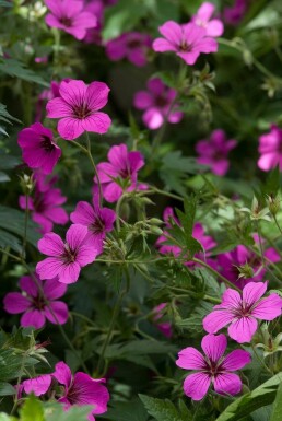 Garten-Storchschnabel Geranium 'Patricia' 5-10 Topf 9x9 cm (P9)